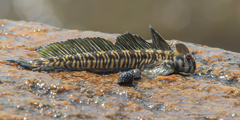 Jumping Blenny photo 1