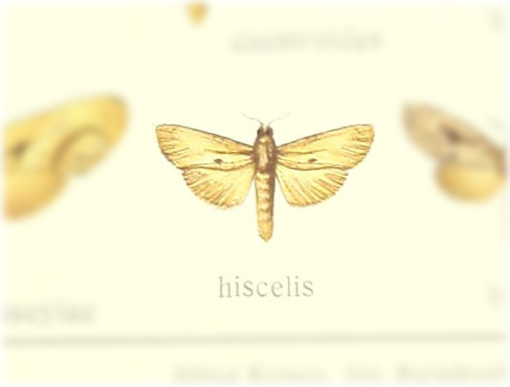Puseyia hiscelis