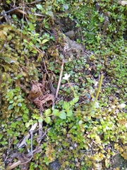 Epilobium rotundifolium