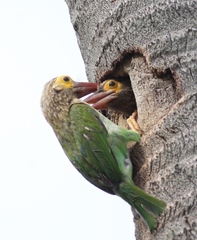 Psilopogon zeylanicus