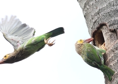 Psilopogon zeylanicus