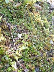 Epilobium rotundifolium