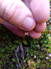 Epilobium rotundifolium