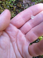 Epilobium rotundifolium