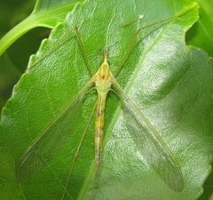 Leptotarsus virescens