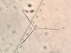 Lemonniera alabamensis