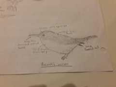 Thryomanes bewickii