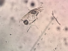 Tricladium angulatum