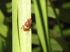 Eristalinus quinquestriatus