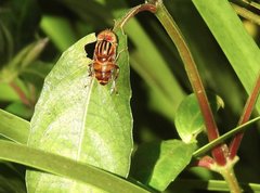 Eristalinus quinquestriatus