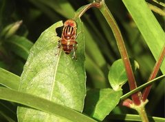 Eristalinus quinquestriatus