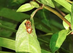 Eristalinus quinquestriatus
