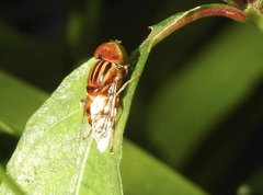 Eristalinus quinquestriatus