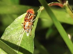Eristalinus quinquestriatus