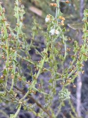 Acacia biflora