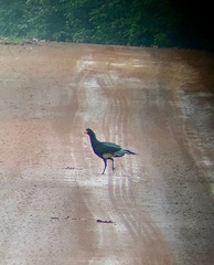 Crax alector alector