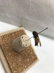 Rhynchium