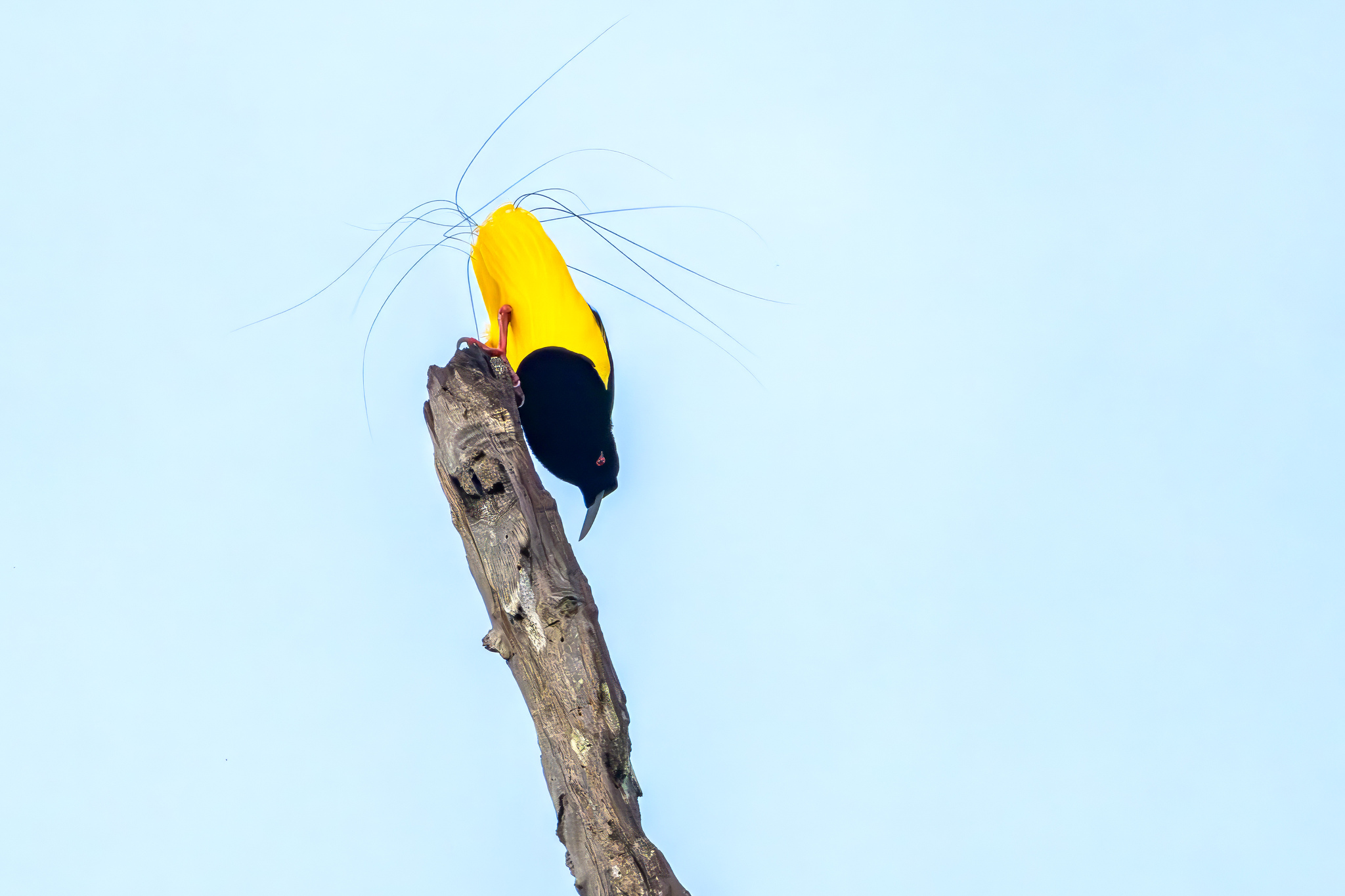 Twelve-wired Bird-of-paradise (Seleucidis melanoleucus), photo 5