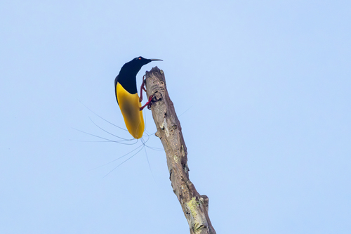 Twelve-wired Bird-of-paradise (Seleucidis melanoleucus), photo 4