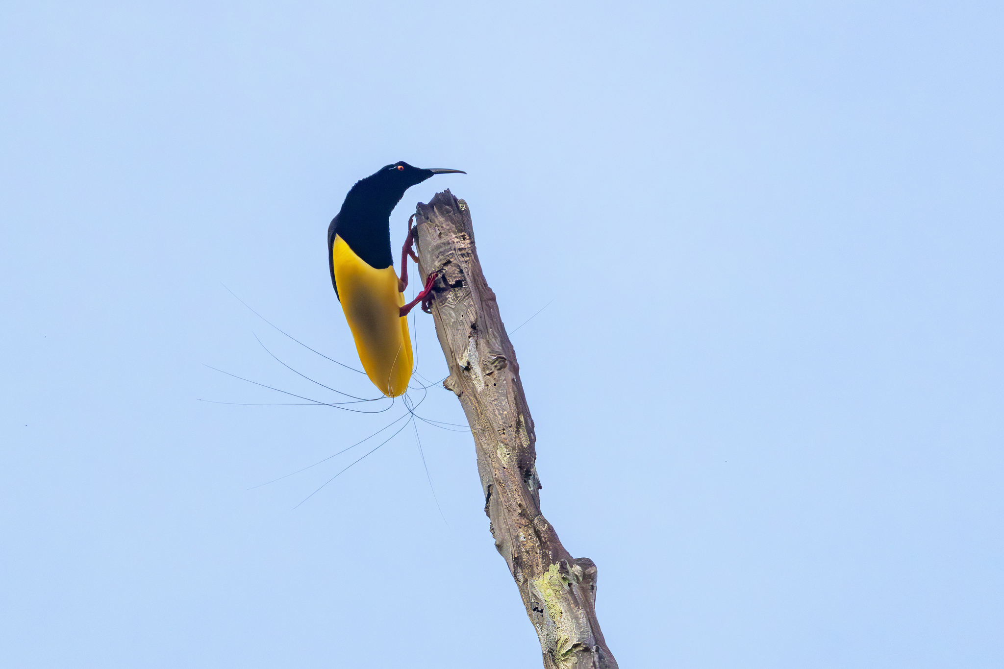 Twelve-wired Bird-of-paradise (Seleucidis melanoleucus), photo 6
