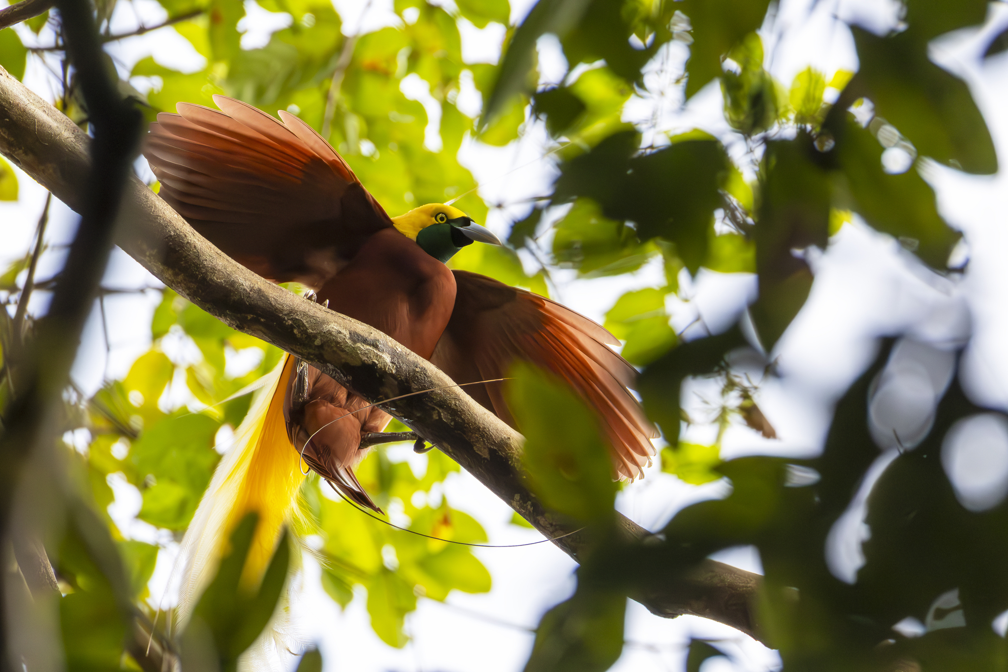 Lesser Bird-of-paradise (Paradisaea minor), photo 3
