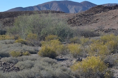 Xylothamia diffusa