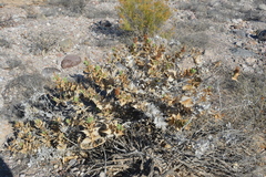Ambrosia ilicifolia
