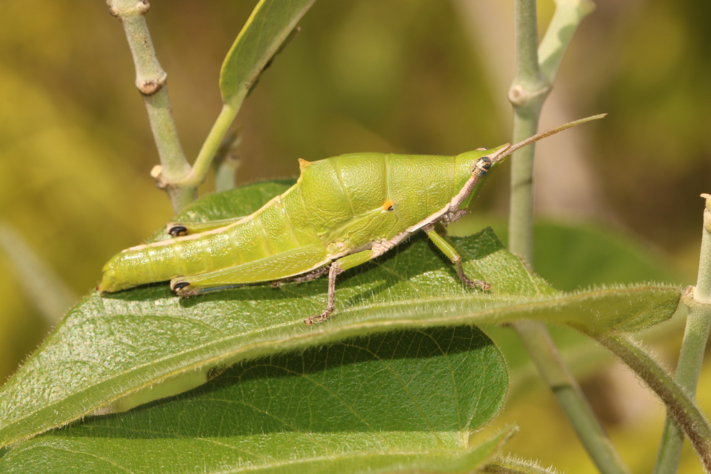 Caprorhinus zolotarevskyi