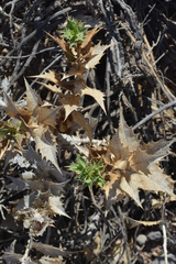 Ambrosia ilicifolia
