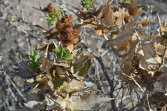 Ambrosia ilicifolia
