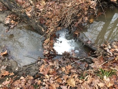 Lemonniera alabamensis