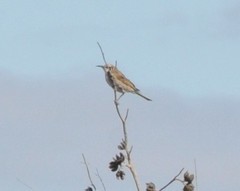 Gliciphila melanops