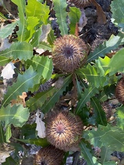 Banksia quercifolia