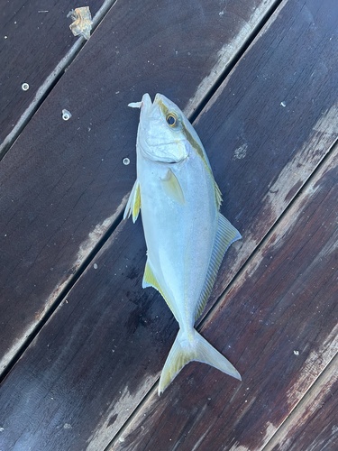 Greater amberjack