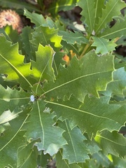 Banksia quercifolia