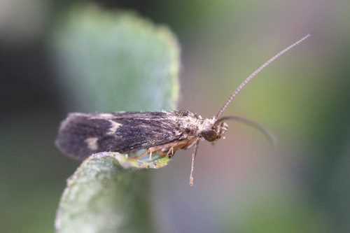 Neureclipsis bimaculata photo 3