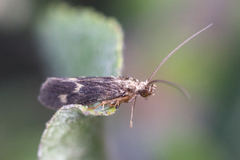 Neureclipsis bimaculata