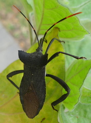 Elasmopoda