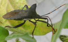 Elasmopoda
