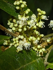 Guioa lasioneura (Guioa lasioneura)