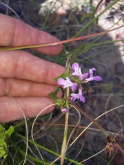 Stachys sublobata