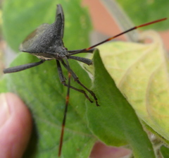 Elasmopoda