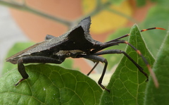 Elasmopoda