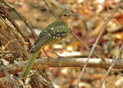 Eastern Nicator (Nicator gularis), photo 6