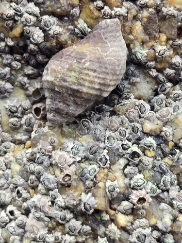 Nucella lapillus