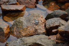 Leptograpsus variegatus
