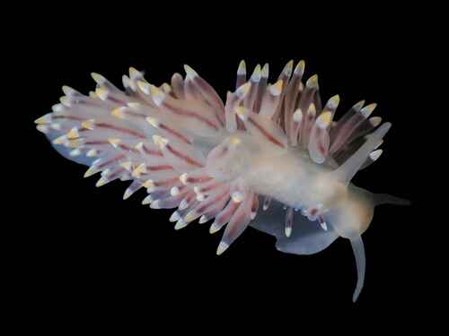 Three-Coloured Aeolis