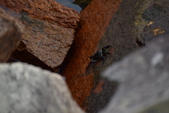 Leptograpsus variegatus