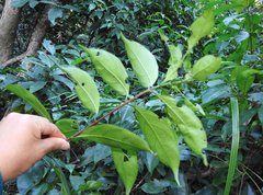 Aidia cochinchinensis