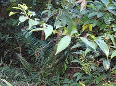 Aidia cochinchinensis